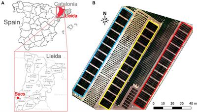 Performance of the Two-Source Energy Balance (TSEB) Model as a Tool for Monitoring the Response of Durum Wheat to Drought by High-Throughput Field Phenotyping
